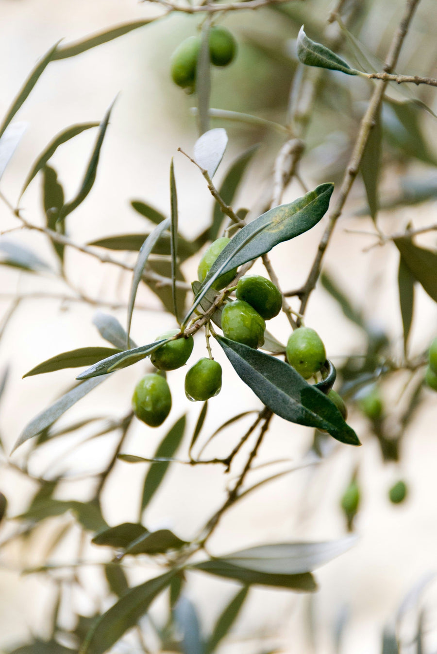Olive Trees