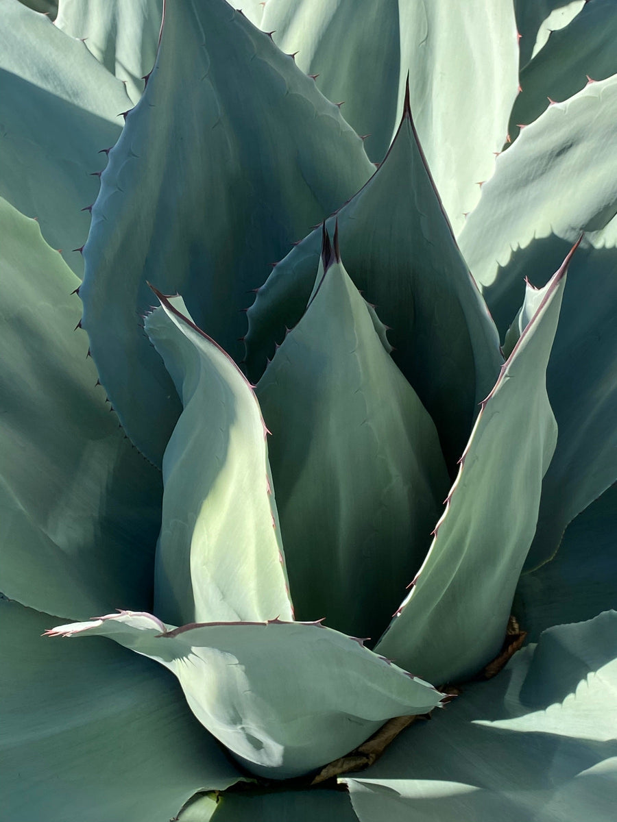 Plants Native to Mexico