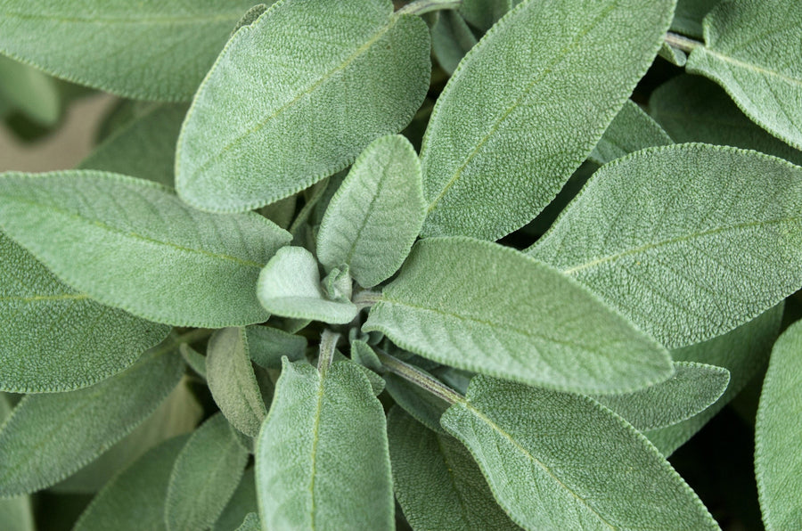 Salvias & Sages