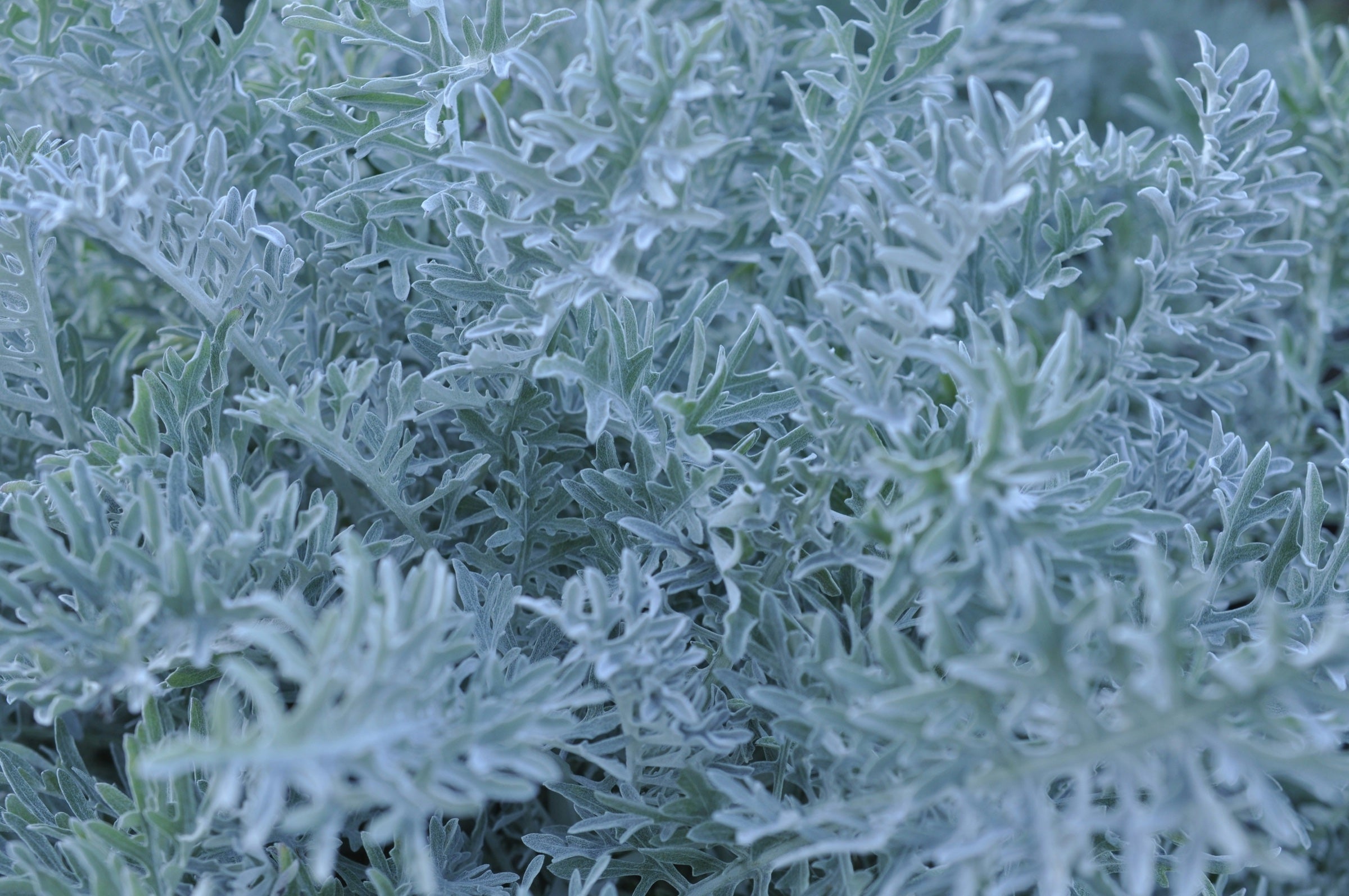 Silver Foliage Plants for Garden Contrast | Dragonfly Farm & Nursery