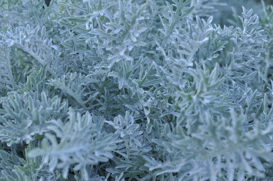 Silver Foliage