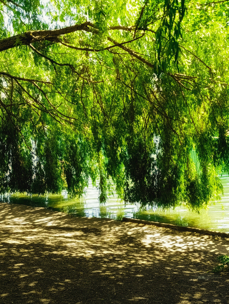 Weeping Trees