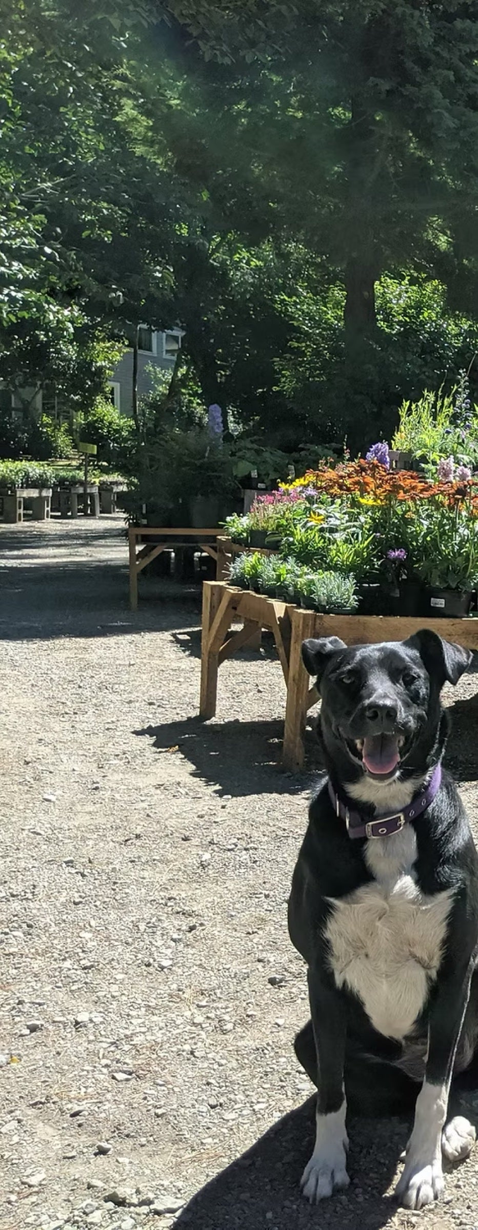 Dog at Dragonfly Farm, a dog-friendly plant nursery