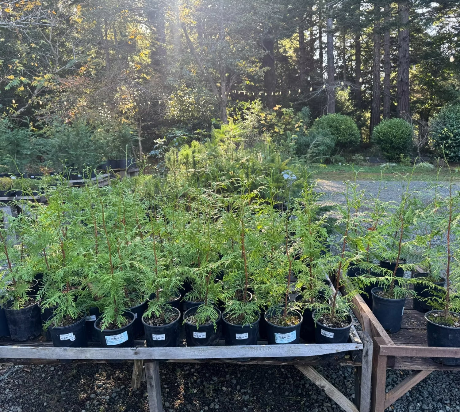 Row of potted bareroot conifer trees at Dragonfly Farm