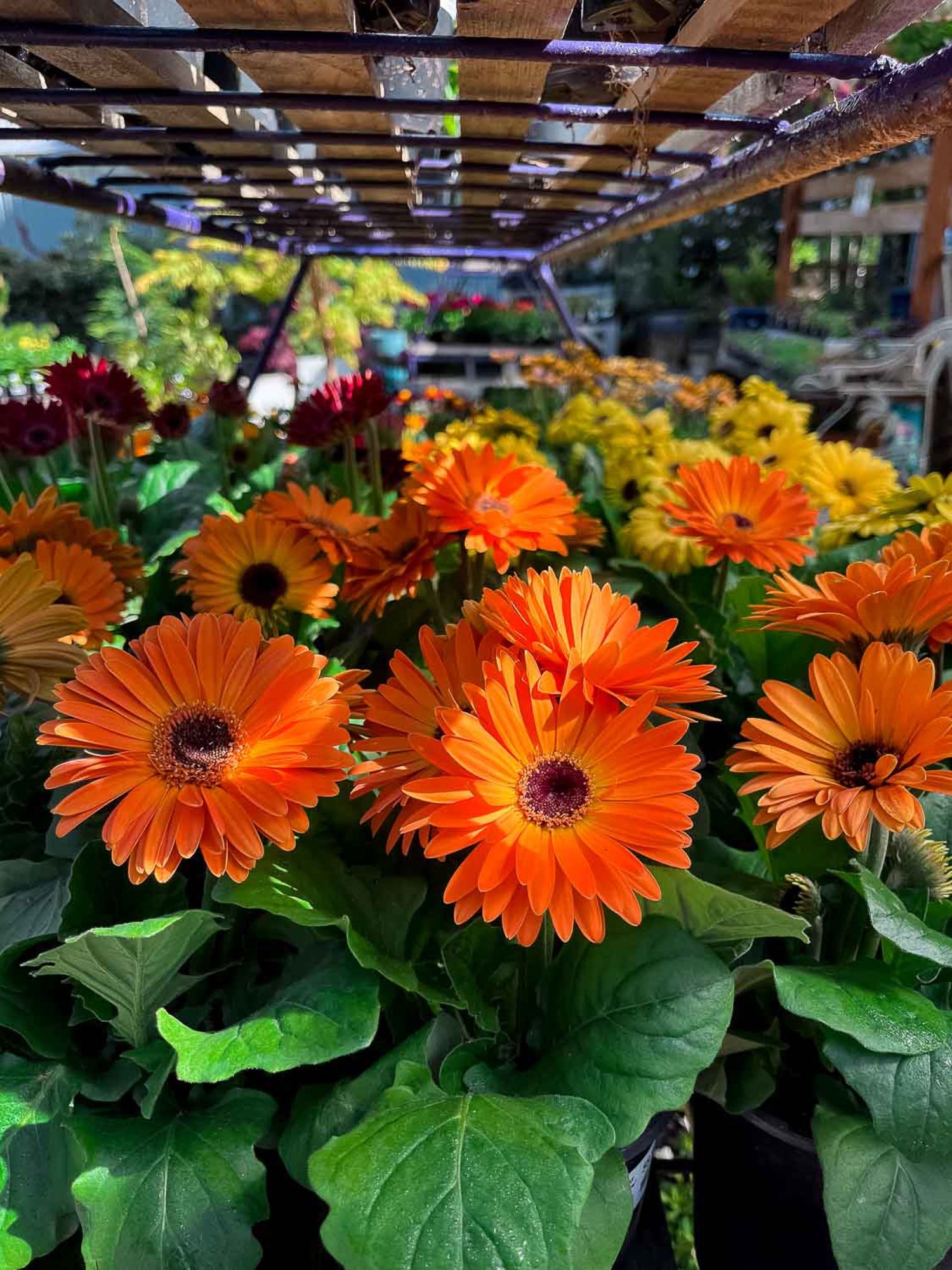 Bright orange and yellow gerbera daisies in bloom under the metal pergola at Dragonfly Farm & Nursery