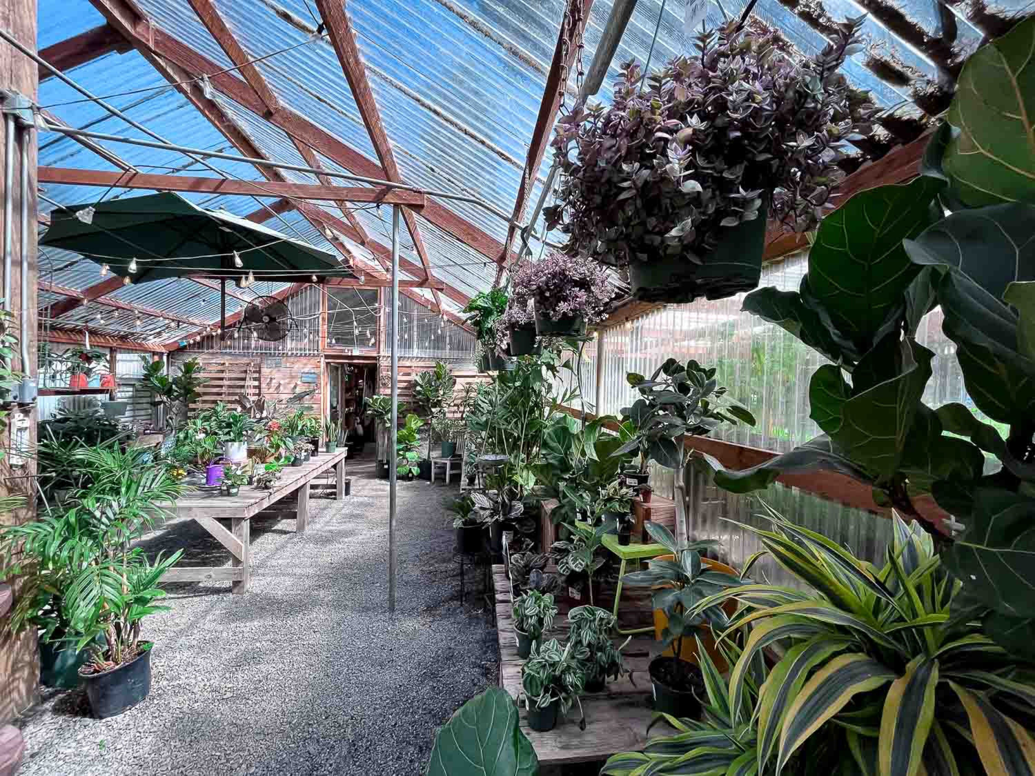 Greenhouse aisle at Dragonfly Farm filled with tropical houseplants, hanging baskets, and a large fiddle leaf fig