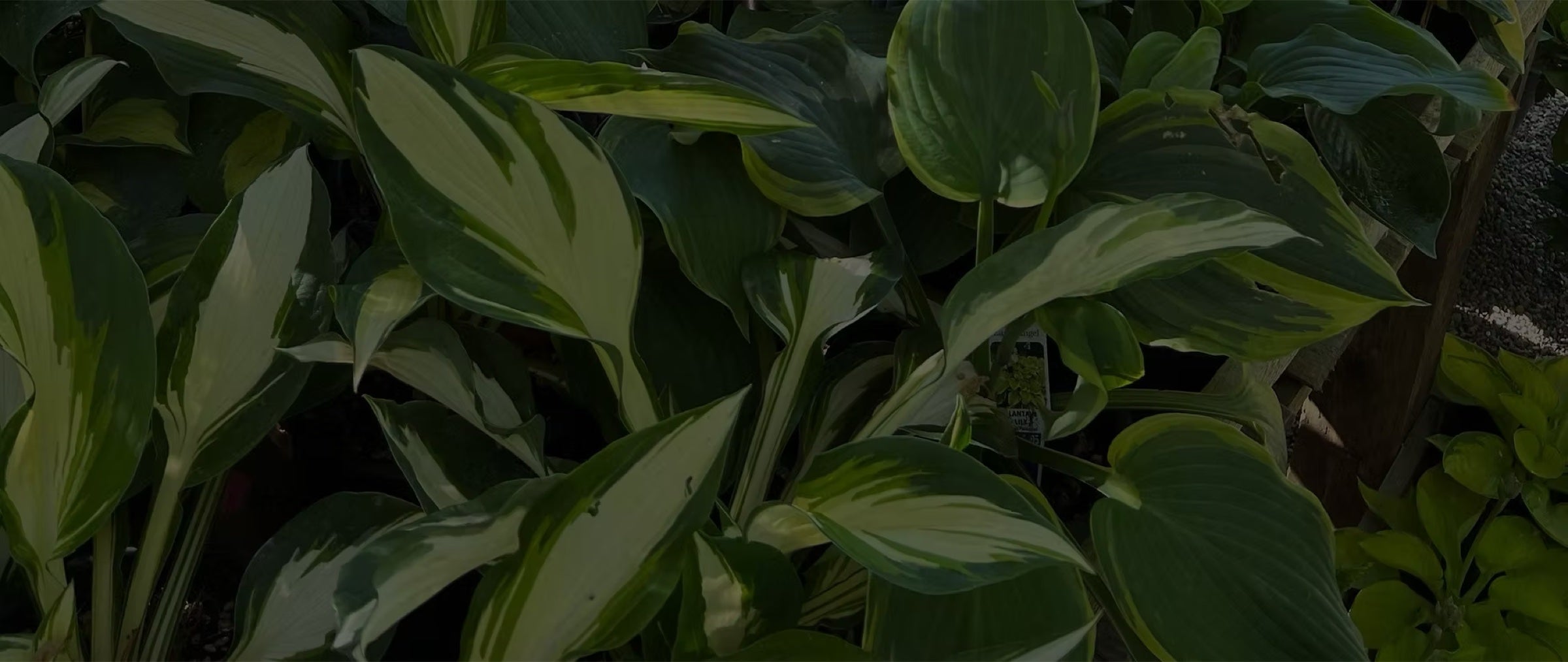 Hosta plants in a shade garden at Dragonfly Farm