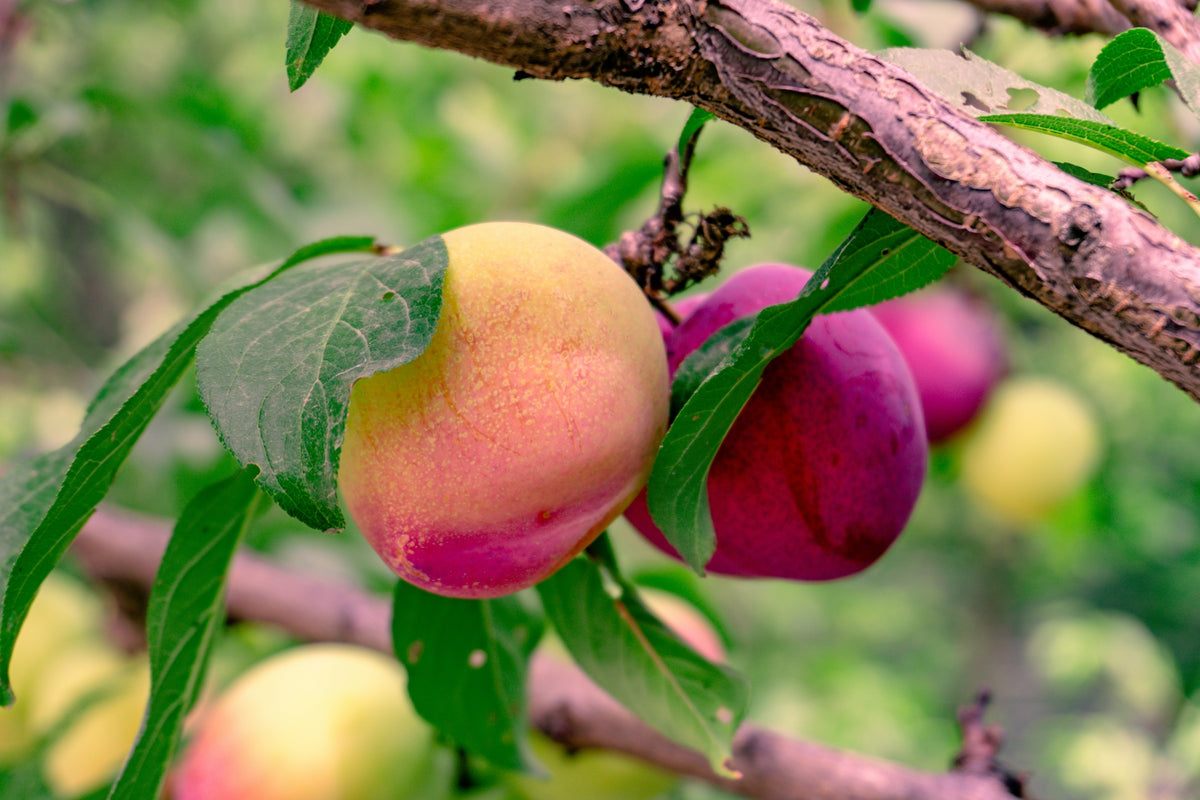 Ripe plums hanging from a leafy fruit tree branch, sunlit stone fruit ready to harvest