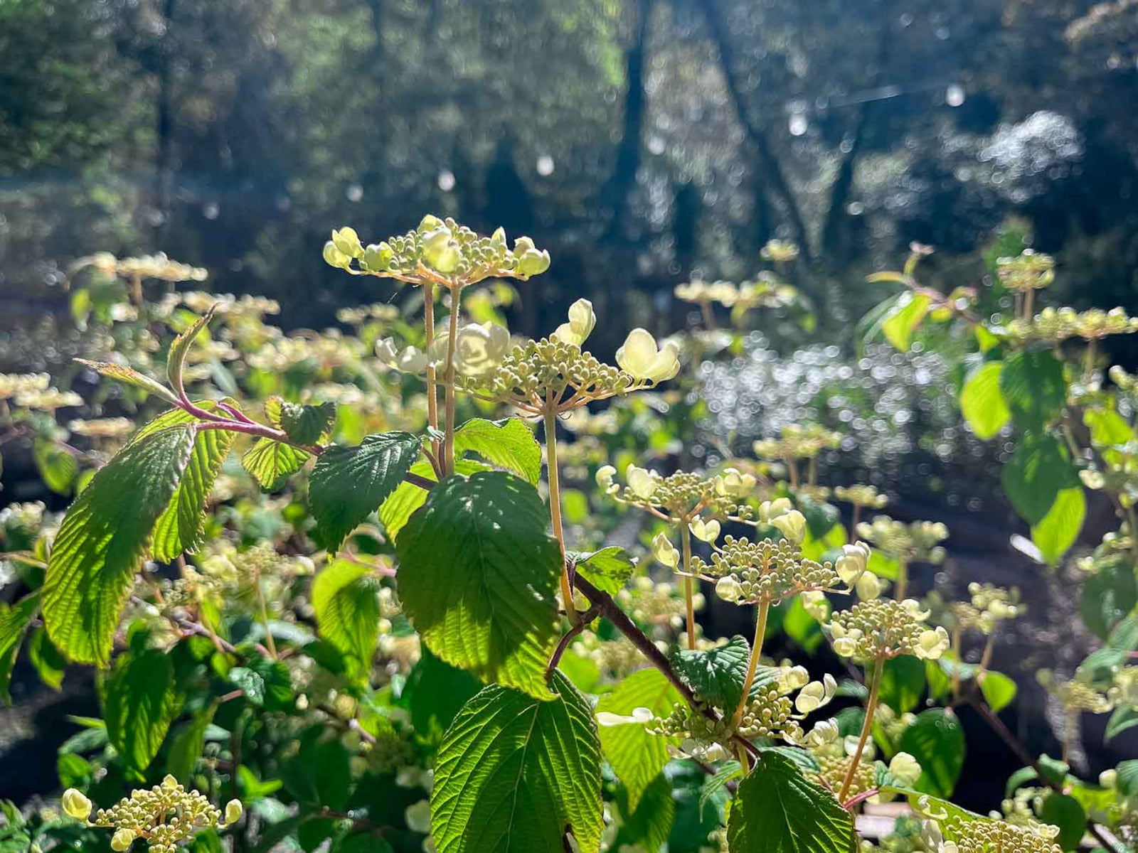 Viburnum doublefile in early bloom with chartreuse flower clusters and pleated green leaves in dappled sunlight